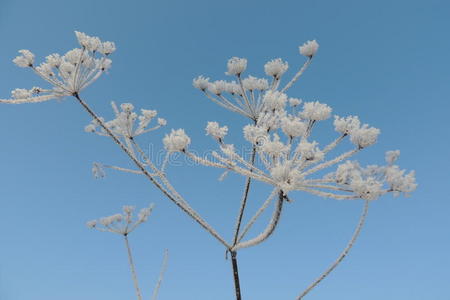 公园 植物 分支 特写镜头 天空 开花 冬天 细枝 春天