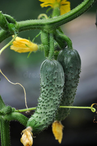 水果黄瓜在greenhouses8