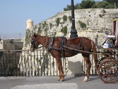 一匹马在瓦莱塔画一辆马车,在马耳他照片