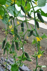 水果黄瓜在greenhouses3