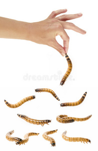 害怕的蠕虫图片