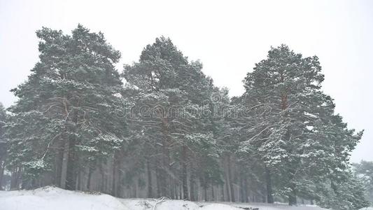 美丽的圣诞树暴风雪自然在冬季景观在傍晚的降雪景观