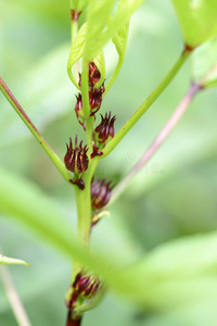 木槿 特写镜头 美食家 农业 草本植物 水果 烹饪 园艺