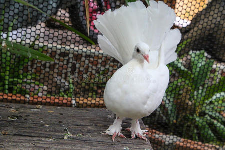 美丽的白色鸽子站在木桌上