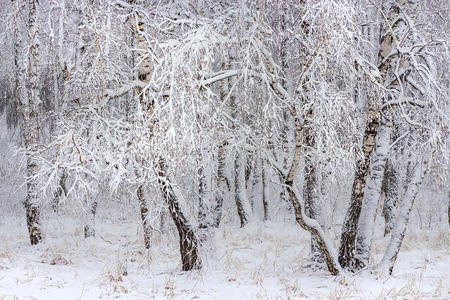 降雪后的桦树林