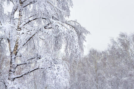 降雪后的桦树林