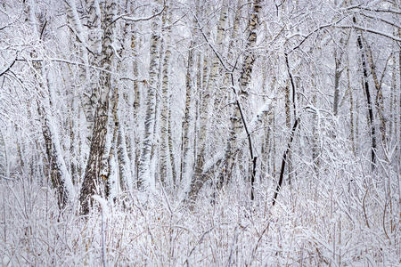 降雪后的桦树林