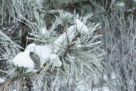 圣诞松树树枝上覆盖着雪。