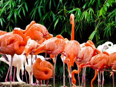上海野生动物公园的一群粉红色火烈鸟照片