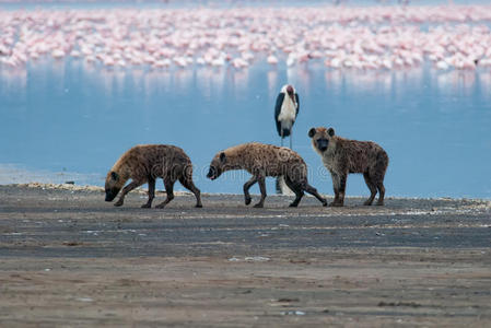 宗派 非洲 猎人 储备 保护 跑步 斑鬣狗 眼睛 国家的