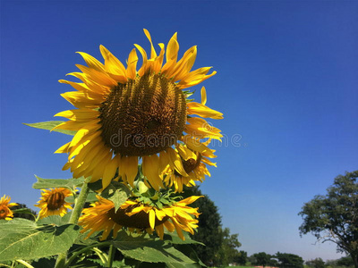 美丽的花朵黄色的向日葵在夏天。