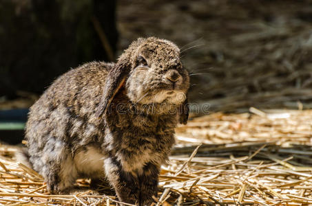 复活节 羊毛 野兔 爪子 耳朵 儿童 兔子 宠物 隐藏 啮齿动物