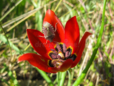 春天 夏天 蜂蜜 美丽的 缺陷 图尔 以色列 自然 开花