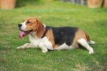 场景 可爱的 休息 活的 睡觉 尤恩 犬科动物 说谎 哺乳动物