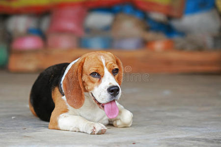 地板 犬科动物 地毯 放松 宠物 小猎犬 哺乳动物 血统