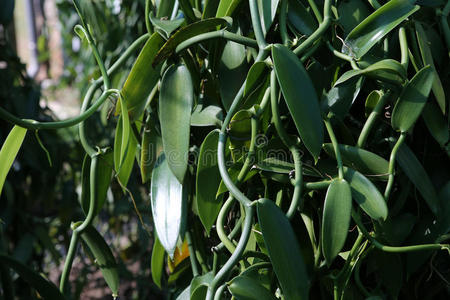 波旁威士忌 海洋 香料 印第安人 芳香 树叶 烹饪 植物