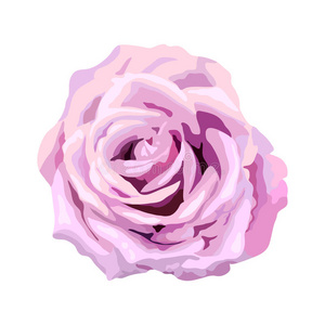 夏天 春天 艺术 开花 紫色 花的 特写镜头 玫瑰 卡片