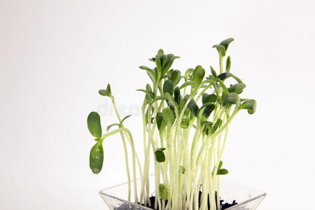 生物 向日葵 植物 生长 宝贝 幼苗 特写镜头 植物学 蔬菜