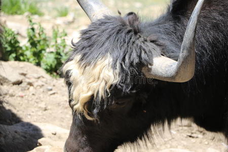 头发 攀登 风景 哺乳动物 喜马拉雅山 公牛 牛肉 动物
