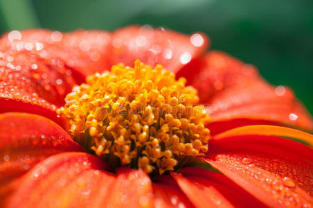 花园里橙色花的特写森林里橙色花上的大水滴