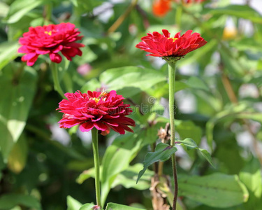 百日菊