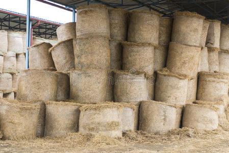 装满干草的谷仓谷仓里的牛和干草照片