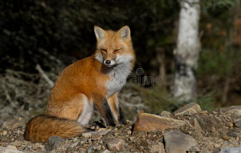 森林动物的头像图片