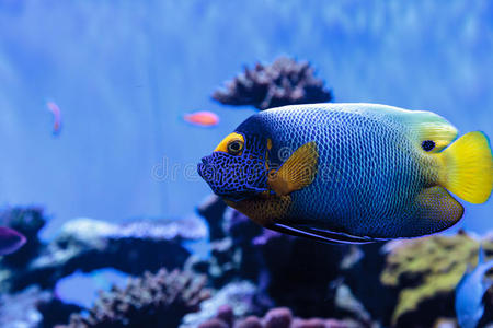 黄霉素蓝面天使鱼黄梅子照片