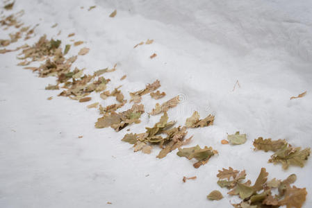 晶体 风景 自然 十二月 秋天 植物 落下 寒冷的 气候