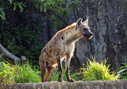 斑点鬣狗。