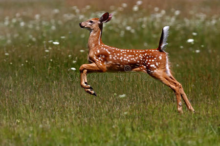 游客在圣艾尼南苏尔法兰博瓦尔动物园观看新生的浣熊(procyonlotor)