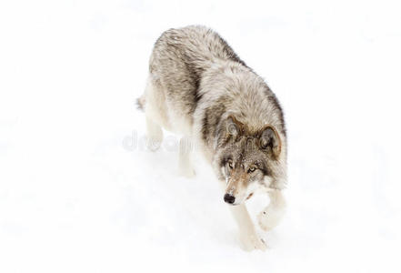 雪地里行走一只孤独的木狼或灰狼在加拿大的雪地里行走照片