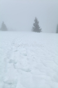 寒冷的 云杉 自然 风景 草地 季节 德语 小山 天气 德国