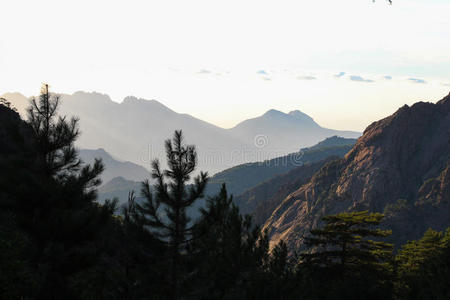 高的 风景 紫色 地平线 森林 闪耀 美丽的 灌木丛 形象