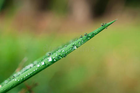 特写异国植物叶子与水滴，美丽的绿色草质地与水滴