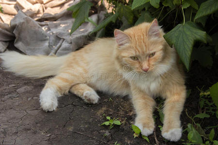 波特莱 美丽的 猫科动物 植物 外部 毛皮 成人 面对 动物