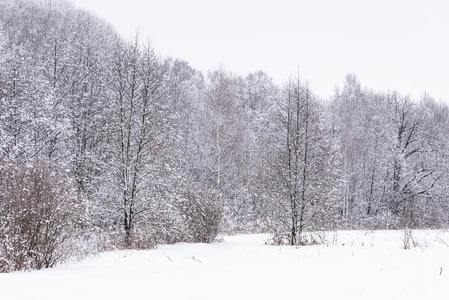 冬日的阳光，白雪覆盖的森林树木