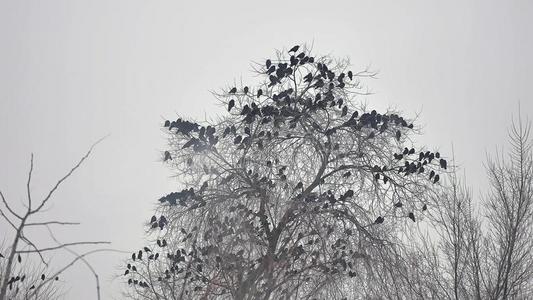 鸟坐在树上，一群乌鸦