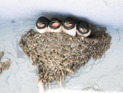 野生动物中的鸟类和动物. 燕子.