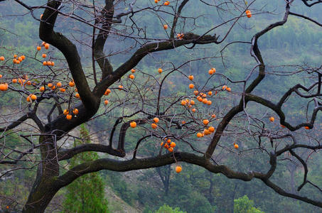 家门口柿树图片