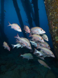 学校教育 学校 放射虫 脊椎动物 暗礁 码头 潜水 安的列斯群岛