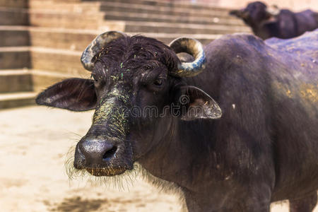 动物 文化 十月 旅游业 城市 兽群 卡特尔 美女 印度教