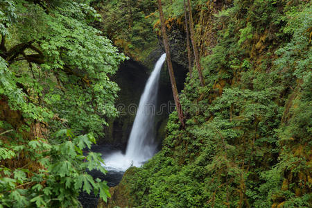 级联 峡谷 西北 俄勒冈州 地球 苔藓 波特兰 河流 小溪