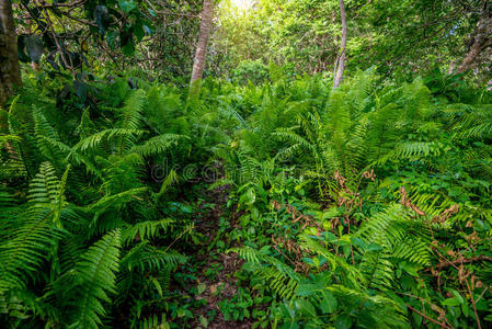 场景 生物圈 公园 森林 保护 树叶 深的 植物 形象 冒险