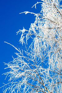 森林 季节 冻结 寒冷的 桦木 冬天 晶体 美丽的 天气