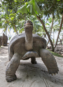 塞舌尔的奥达布拉巨龟