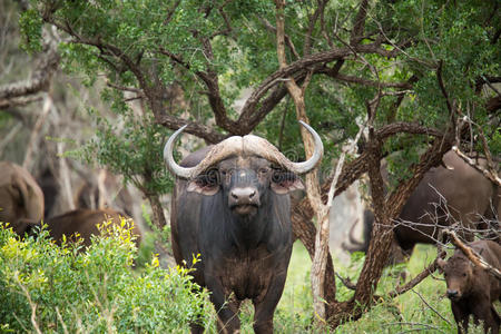 荒野 储备 动物 南方 公牛 国家的 食草动物 兽群 非洲