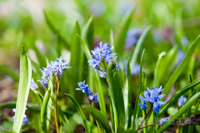 蓝铃状双叶兰植物,有花