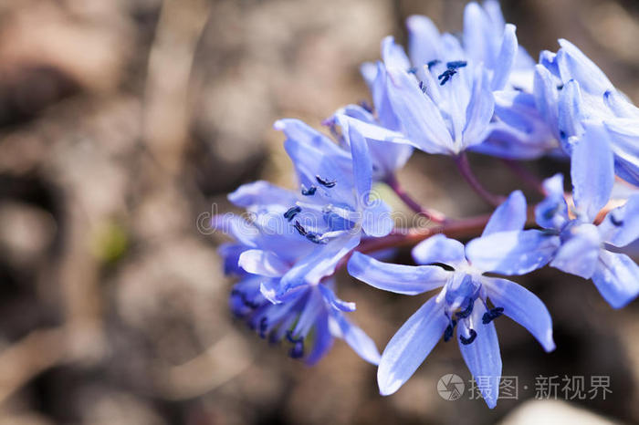 蓝铃状双叶兰植物,有花