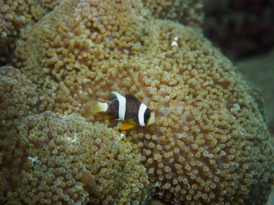 澳大利亚 动物 东大门 障碍 大门 美丽的 可爱的 珊瑚